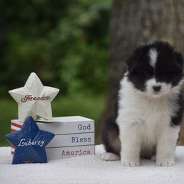 Orange - Black tri-color male Australian Shepherd puppy in Pilot, Virginia from Obsidian Australian Shepherd