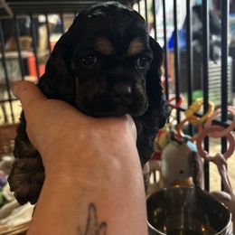 Blk N Tan boy 1 - Black and tan male Cocker Spaniel puppy in Fairview, Utah from Hidden Vallies Cocker Spaniels