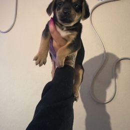 Chihuahua and Dachshund Puppies from Wienie_gang