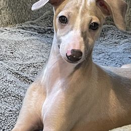 Italian Greyhound Puppies from The Breeder's Assistant