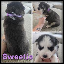 Sweetie - Black and white female Siberian Husky puppy in Merrill, Michigan from Haase Family Kennels