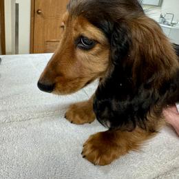 Falcon - Red male Dachshund puppy in Freeburg, Illinois from Sarou's Miniature Dachshunds