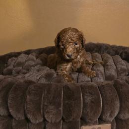 Penny - Red  female Poodle puppy in Statesboro, Georgia from Briar Creek Kennels