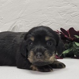 Girl 2 - Black and cream female Dachshund puppy in Mt. Sterling, Illinois from Doxie Do's