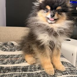 Pomeranian All Grown Up from Polina's Poms