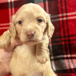 Peppermint- price listed - Cream female Dachshund puppy in Biloxi, Mississippi from Southern Doxies Ms