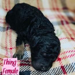 Thing - Tri-color female Bernedoodle puppy in Beecher, Illinois from Erica’s Doodles