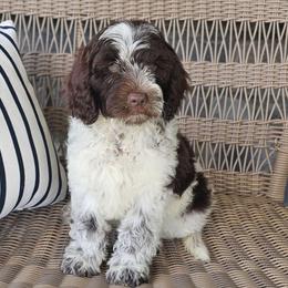 Jimmy - Chocolate male Australian Labradoodle puppy in Glenford, Ohio from Mi-De Doodles