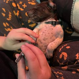 German Shorthaired Pointer and Jack Russell Terrier Puppies from Ivy Creek Kennels