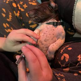 German Shorthaired Pointer and Jack Russell Terrier Puppies from Ivy Creek Kennels