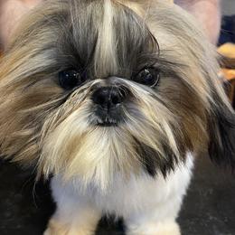 Shih Tzu Puppies from Falling Star