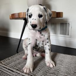 Blue - White and black male Dalmatian puppy in Scarsdale, New York from Jewels and Spots Dalmatians