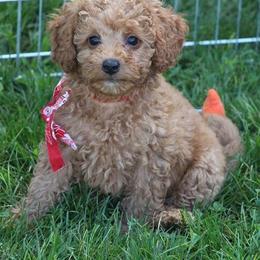 Bernedoodle, Goldendoodle, and Labradoodle Puppies from Apple Creek Doodles