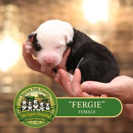 Girl 2 - female Old English Sheepdog puppy in Cleveland, Tennessee from Narrow Path Old English & Sheepadoodles
