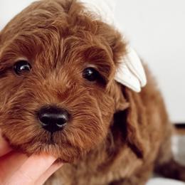 Cavapoos and Goldendoodles from Pedersendoodles