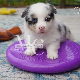 American Corgi and Pembroke Welsh Corgi Puppies from Magnolia Creek Corgis