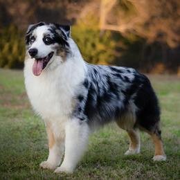 Australian Shepherds from Cheryl Frutchey