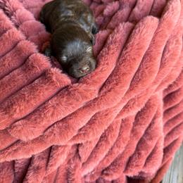 Girl 1 - Brown and white female Cockapoo puppy in Danielsville, Georgia from Meg's Doodles and Poodles