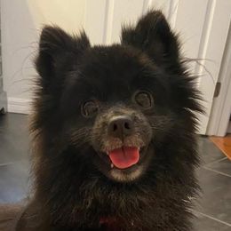 Pomeranians from Mannimal Farm