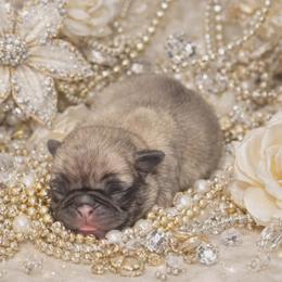 Fawn Boy - Fawn male Pug puppy in Tulsa, Oklahoma from Locust Creek Pugs