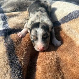 Yoda - Blue merle male Australian Shepherd puppy in Yelm, Washington from Country Rose Australian Shepherds