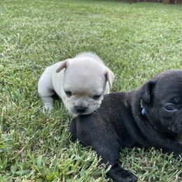 French Bulldog Puppies from Jackie’s French Bulldog’s