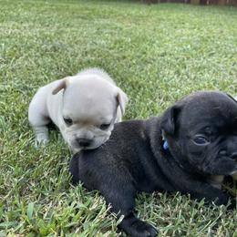 French Bulldog Puppies from Jackie’s French Bulldog’s