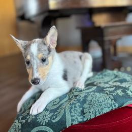 Praline - Blue merle white and tan female Collie puppy in Underwood, Indiana from Third Gen Collies