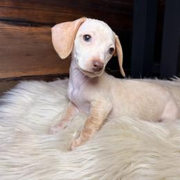 Aspen - Cream male Dachshund puppy in Washburn, Tennessee from Clinch Mountain Dachshunds