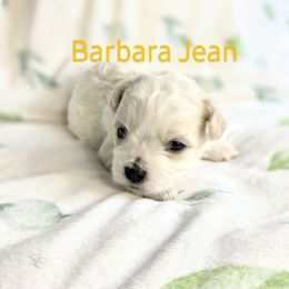 Barbara Jean - Cream Shichon puppy in Ronda, North Carolina from Willow River
