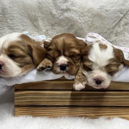 Cavalier King Charles Spaniel puppies from Freeman's Royal Cavaliers