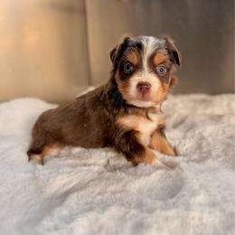 RTF2 - Red tri female Miniature Australian Shepherd puppy in Dayton, Washington from Rafter 22 Aussies