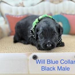 Will - Black male Goldendoodle puppy in Taylor, Michigan from Mi Best Doodle Ever, LLC