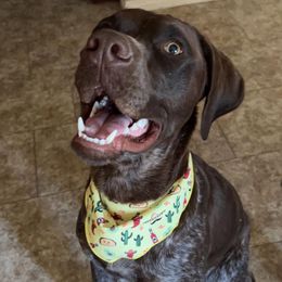 Willie - German Shorthaired Pointer