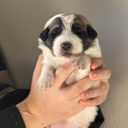Velma- purple - Badger female Colorado Mountain Dog puppy in Cotopaxi, Colorado from Once Upon A Moose (OUM)