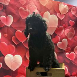 Purple Girl - Phantom female Poodle puppy in Edgerton, Wisconsin from ERSA Acres Golden Retrievers...limited registration only offered, AKC Moyen and Miniature Poodles