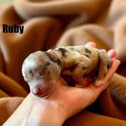 Ruby - Red merle female Miniature American Shepherd puppy in Ava, Missouri from Blue Blood Mini Aussies