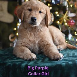 Purple girl - Golden female Golden Retriever puppy in Gilbert, Arizona from Dani’s Dawgs