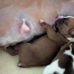 Boxer Puppies from Classic City Boxers