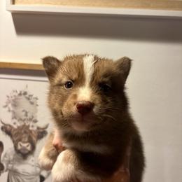 Boy 2 - Red and white male Siberian Husky puppy in Pelham, Alabama from Tails & Belles Dog Breeding