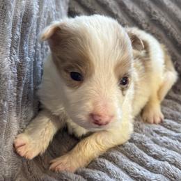 River - Red merle female Border Collie puppy in Mckinney, Texas from Border Collies of Ruidoso