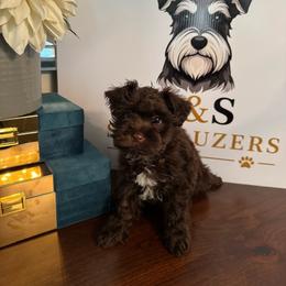 Bella - Liver female Miniature Schnauzer puppy in Pearland, Texas from K & S Schnauzers