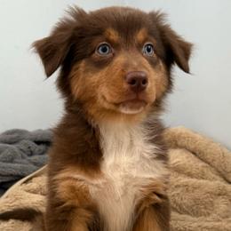 Tootsie - Red tri-color female Australian Shepherd puppy in East Hartford, Connecticut from CT Aussies