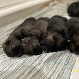 German Shepherd Puppies from Key Star German Shepherds
