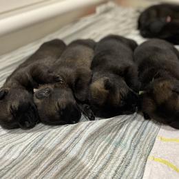 German Shepherd Puppies from Key Star German Shepherds