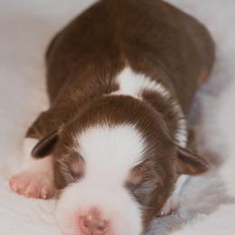 Miniature Australian Shepherd Puppies from Bellewynd Acres