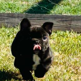Smudge - Brindle and white male French Bulldog puppy in Kerens, West Virginia from Leather & Lace