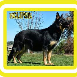 Eclipse - German Shepherd