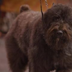 Bouvier des Flandres from Jerrie Thomen