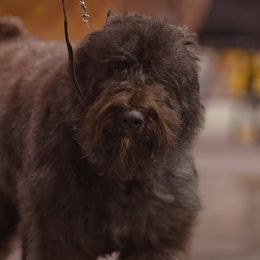 Bouvier des Flandres from Jerrie Thomen